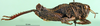 CollectionObject 1478192; 5b03f636-d1b6-4218-b0c9-b7b1e43f6019: male, lateral view (holotype). (CollectionObject).