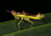 Euschmidtia cruciformis (Bolívar, 1895): 2013. male (Mahé). (Otu).
