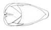 Ronderosia piceomaculata (Carbonell, 1972): Fig. 5D. male, abdomen tip, dorsal view. (Otu).