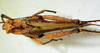 CollectionObject 1498825; fdce5aa8-49e9-4077-b53a-520376e5d651: 2012. female, dorsal view. (CollectionObject).