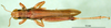 CollectionObject 1500267; 91ca1b7d-e015-49cb-b8a3-8f021a59292d: male, dorsal view (syntype). (CollectionObject).