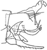 Pygofer, lateral view: !! display not done !! on Chlorotettix lusorius (Osborn & Ball, 1897): genital capsule, laterally. (Observation).