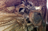 Pezochiton grandis Beier, 1960: male stridulatory apparatus (paratype). (Otu).