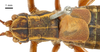 male, dorsal view. Depicts CollectionObject 1575332; 4239b443-b64c-4ba1-ab06-f5eff9b48a27, a CollectionObject.