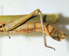 CollectionObject 1498678; 055155c0-0748-4961-98b0-6c929e5e0c6a: female abdomen, lateral view. (CollectionObject).