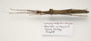 CollectionObject 1595884; 6071e057-a80b-470a-93e6-44549f0d885d: copyright LKCNH Singapore. female, dorsal view (holotype). (CollectionObject).