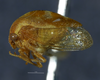 Habitus, lateral view: !! display not done !! on Cyrtolobus togatus Woodruff, 1924: (Observation).