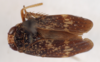 Habitus, dorsal view on Docalidia stali Nielson, 1979: (Observation).