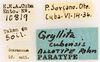 CollectionObject 1961672; c0d13f49-6eb2-40f9-9848-e03e0d360a6c, ANSP 14_GRYLL_ANSP: Female, allotype (allotype). (CollectionObject).