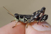 Melanoplus stupefactus (Scudder, 1876): male. (Otu).