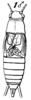 Agnothecous tapinopus Saussure, 1878: Pl. 19, Fig. 82(1). male, dorsal view. (Otu).