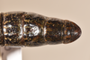 CollectionObject 1557005; 75887049-26ca-4ebc-a0a3-586a039ef5c2: copyright OUM. female of synonym Paradoxomorpha bruchi: end of abdomen, dorsal view (holotype). (CollectionObject).