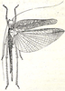 Tropidophrys amydra Karsch, 1896: Fig. 40. male, dorsal view (from Karsch 1896, tegmina 34.5 mm). (Otu).
