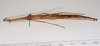 CollectionObject 1562559; 3923069e-3bbd-4f15-8e54-3bc7af5d4b4f: copyright ZMUH, Hamburg. female, ventral view (syntype). (CollectionObject).