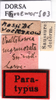 CollectionObject 1505471; d7296ce1-0d4b-4a8d-8048-1e14a77a091b: labels (syntype). (CollectionObject).