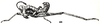Paedomastax constricta (Brunner von Wattenwyl, 1898): Fig. 150 (after type). male habitus. (Otu).