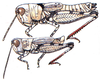 Ageneotettix brevipennis (Bruner, 1904): above female, below male. (Otu).