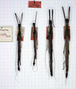 CollectionObject 1560814; b223f9ce-1853-4225-b533-ec1a4042b88b: copyright MSNG. Paraphasma marginale male (lectotype), male, 2 female (paralectotypes). (CollectionObject).