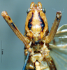 CollectionObject 1506477; a7584173-6fbb-432e-843b-2d1a3ad69e3e: male frons (topotype). (CollectionObject).