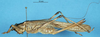 CollectionObject 1506946; 3789fad8-2978-46ab-a729-bbcc0b860599: female, lateral view. (CollectionObject).