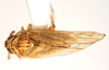 Habitus, dorsal view: !! display not done !! on Javesella (Javesella) pellucida (Fabricius, 1794): (Observation).