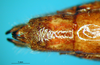 CollectionObject 1521450; c3568e87-82ae-4cf2-a711-a63a09d8f260: female abdomen tip, ventral view (allotype). (CollectionObject).
