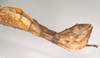 CollectionObject 1557527; NHMUK(SF IMPORT DUPLICATE) 845098, c04b87f0-7e74-4660-85e2-5ca7fe34a925: copyright Natural History Museum, London. female: end of abdomen, lateral view (holotype). (CollectionObject).
