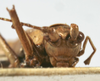 CollectionObject 1539691; bb307042-d292-43c6-9638-4f89d8e8fc43: female face (holotype). (CollectionObject).