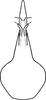 Aedeagus, ventral view on Erythridula obvia (Beamer, 1930): Aedeagus, ventral view. (Observation).