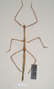 CollectionObject 1558652; NHMUK(SF IMPORT DUPLICATE) 845051, a9db6791-05d9-42c1-a67f-2d288a446cec: copyright Natural History Museum, London. female (selected as lectotype, not yet publ.) [one could argue this is the holotype, as the description is based on this specimen]. (CollectionObject).
