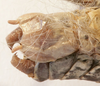 CollectionObject 1541627; 81cf80dd-0d24-48d7-8b85-941afccb8a0e: male subgenital plate (paratype of Deracanthina mistshenkoi). (CollectionObject).