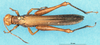 CollectionObject 1507178; 95d4c054-506d-42b2-a60e-e19107c1174e: male, dorsal view. (CollectionObject).
