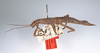CollectionObject 1578996; ec8af537-65cd-4a3f-8699-a6ffc6e3d84c: copyright ZMUH, Hamburg. female, lateral view (syntype). (CollectionObject).