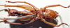 CollectionObject 1504999; 6fbb5288-90ad-4e75-9fca-7cf665f8355d: male, ventral view (syntype). (CollectionObject).