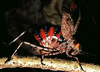 Acripeza reticulata Guérin-Méneville, 1832: female. (Otu).