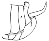 Ceuthophilus (Ceuthophilus) seclusus Scudder, 1894: Fig. 533. male abdomen tip. (Otu).