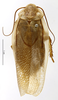 CollectionObject 1587270; MNHN(SF IMPORT DUPLICATE) MNHN-EP-EP1184, 0bbe0aef-b769-441a-8cf3-bb922293b8a7: CC BY-NC-ND 4.0/MNHN - Depraetere Marion - 2014. Paratype, male, of puerilis Rehn, 1937. Specimen number: MNHN-EP-EP1184. http://coldb.mnhn.fr/catalognumber/mnhn/ep/ep1184. (CollectionObject).