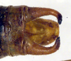CollectionObject 1500669; 3ec4d809-7280-451a-8a37-0659dbb3d1d6: male cerci (holotype of Poecilimon paramonovi). (CollectionObject).