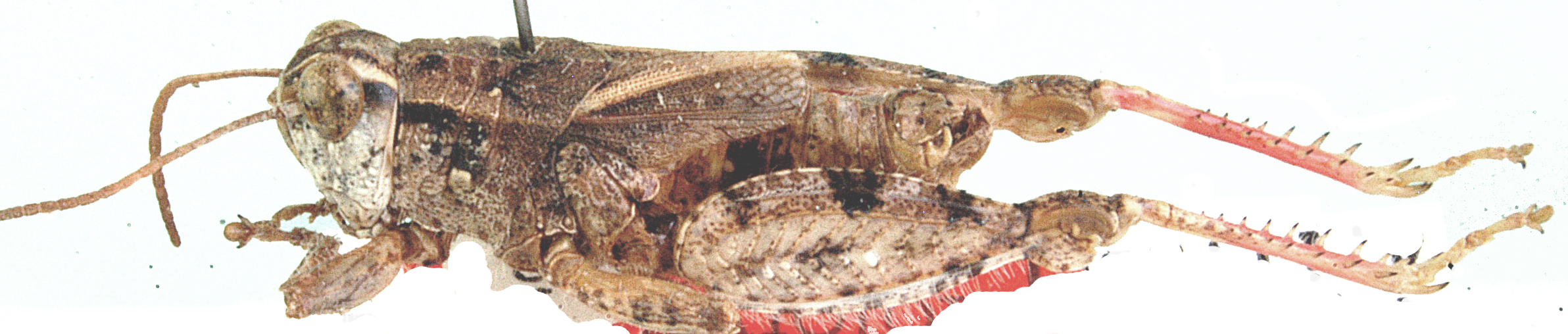 male, lateral view. Depicts Brachyphymus siloana Willemse, 1994, an Otu.