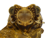 Head: !! display not done !! on Protrocha orbiculata (Ball, 1935): (Observation).