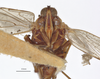 Head: (Observation).
