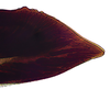 Second valvula of ovipositor on Coarctana nigromedia Domahovski & Cavichioli, 2023: Female paratype [DZUP]: apical portion of second valvula, lateral view. (Observation).