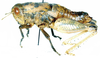 Angolacris rossi Dirsh, 1962: lateral view. (Otu).
