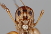 CollectionObject 2062463; a3fe4c8e-607d-4497-89e5-fdcffd4b1f6d: Female, frons. (CollectionObject).