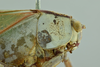 CollectionObject 1532201; 1b9c2e5f-0992-4ae0-bc68-8bb4aac101ca, NMW No. 57362: female head and pronotum, lateral view (syntype of Dictyota pruinosa). (CollectionObject).