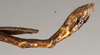 CollectionObject 1560613; 7bafb07f-13f5-400e-b9aa-62a7e0b89197: copyright NMW, Vienna. male: end of abdomen, lateral view (syntype). (CollectionObject).;CollectionObject 1560614; c907d110-1ce9-4b11-8ff1-126d7de763f9: copyright NMW, Vienna. male: end of abdomen, lateral view (syntype). (CollectionObject).