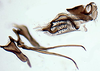 Aedeagus, lateral view on Scaphytopius heldoranus (Ball, 1931): Ohio State U. (Observation).