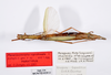 CollectionObject 1563569; d53ba9aa-c1b4-4396-b16a-a2c3102a09f9: copyright ZMHB, Berlin. female, dorsal view (paratype). (CollectionObject).;CollectionObject 1563570; b9606b8b-edc8-49be-a110-00ac36b485a8: copyright ZMHB, Berlin. female, dorsal view (paratype). (CollectionObject).