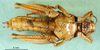 CollectionObject 1502096; 08b96872-b453-4db3-83e0-04d1e5905e13: female, ventral view. (CollectionObject).