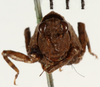 CollectionObject 1529881; NHRS 9355, 531afcd4-50c1-4248-ba1a-43888e3e7aee: female, frontal view (holotype). (CollectionObject).